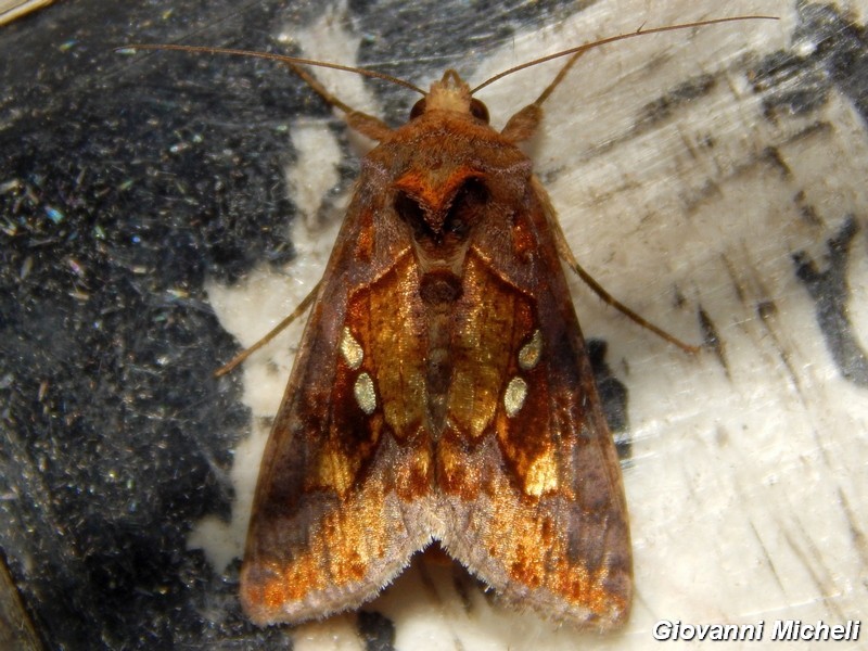 Noctuidae2 da ID - Chrysodeixis chalcites